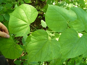 cercis canadensis ( gainier rouge)